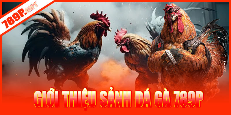 Giới thiệu về chuyên mục đá gà 789P