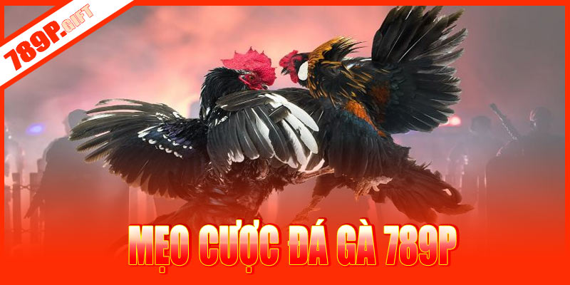 Mẹo cược đá gà 789P thắng lớn